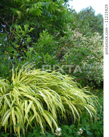 A garden with a hunting garden A garden with a hunting garden 11215929
