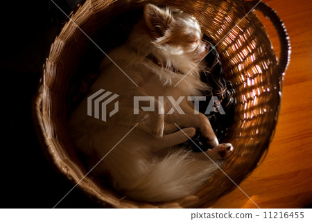 Sleeping Chihuahua puppy Sleeping Chihuahua puppy 11216455