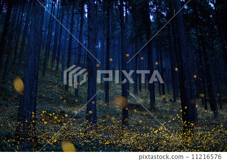 A forest where the Japanese fireflies dance (Fukumanrai, Nichinan-cho, Hino-gun, Tottori Prefecture) 11216576