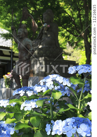 Hydoya's hydrangea Hydoya's hydrangea 11216635