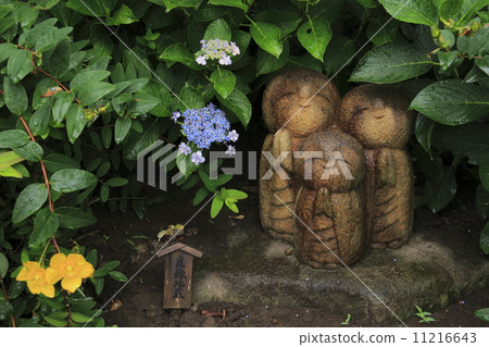 Hydoya's hydrangea 11216643