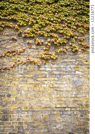 overgrown  Boston ivy brick wall for backgrounds overgrown  Boston ivy brick wall for backgrounds 11216771