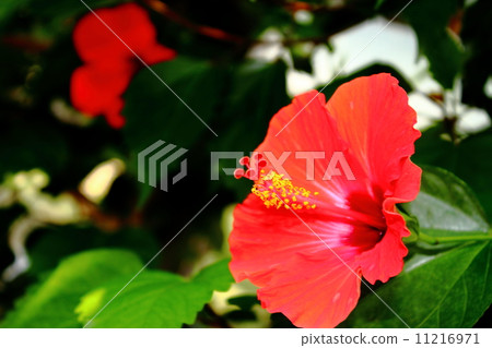 Hibiscus Hibiscus 11216971