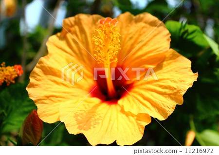 Hibiscus Hibiscus 11216972