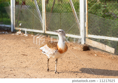 Male of Nogan 11217025