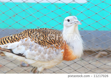 Male of Nogan 11217026