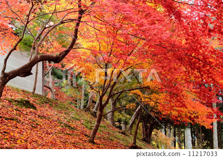 Autumn leaves of Kyoto Municipal Approach 11217033