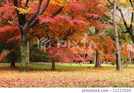 Kyoto Gyoen Autumn leaves 11217034