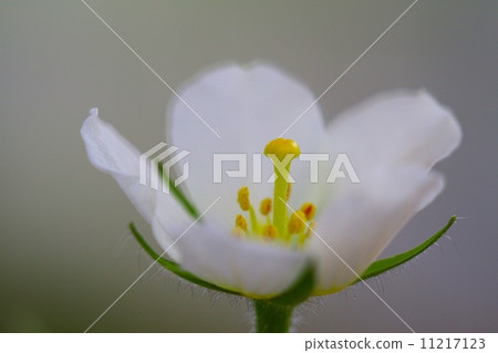 瀕臨滅絕的植物Cemizukinbai（瀕危物種Ⅱ種（VU）） 11217123