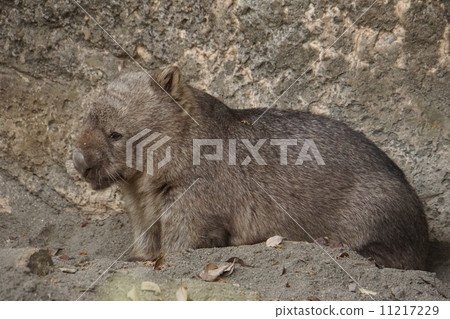 Common won bat Common won bat 11217229