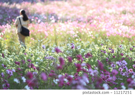 Cosmos blooming hill Cosmos blooming hill 11217251