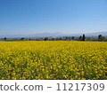 Rape blossoms 11217309