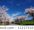 Cherry Blossoms	 11217310