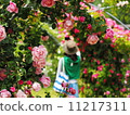 rose	 11217311