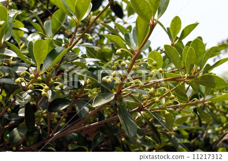 Buds of moccoc 11217312