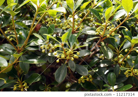 Buds of moccoc 11217314