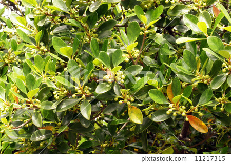 Buds of moccoc 11217315