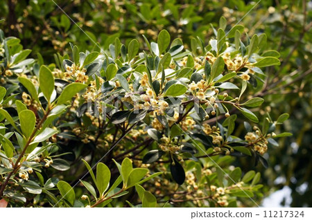 Ternstroemia flower 11217324