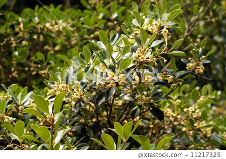 Ternstroemia flower 11217325