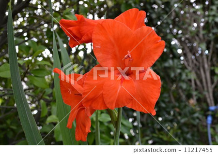 紅花	 11217455