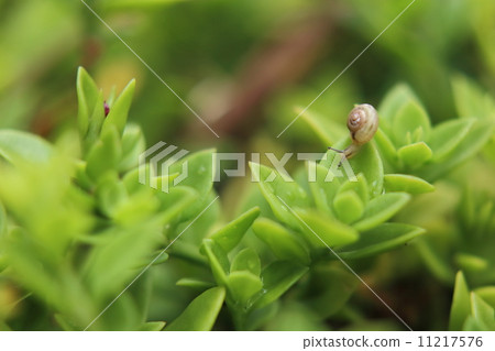 snails snails 11217576