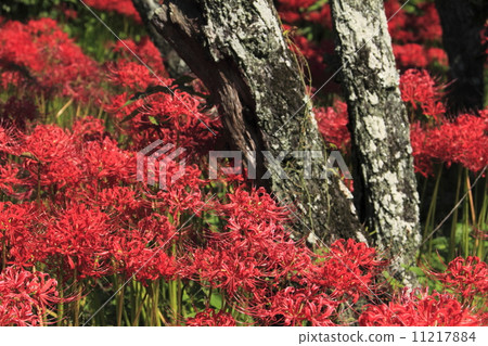 A cluster amaryllis of Hidakushiji 11217884