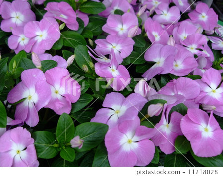 Nichinichiso day day grass light purple Nichinichiso day day grass light purple 11218028