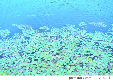 漂浮在水面上的葉子 11218221