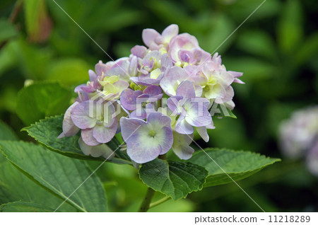 Hydrangea from Yada Temple Hydrangea from Yada Temple 11218289