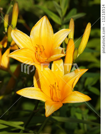 Nikkokusge orange flower 11218514