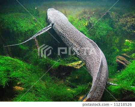 Haikyo (at Toba Aquarium, Mie Prefecture) 11218526