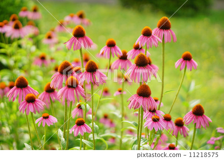 Echinacea Echinacea 11218575
