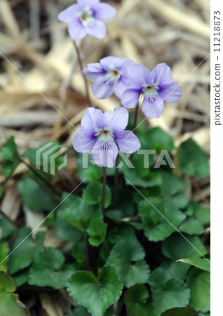 Tachibana-gumi花 Tachibana-gumi花 11218873