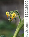 番茄花 11218900