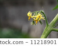番茄花 11218901