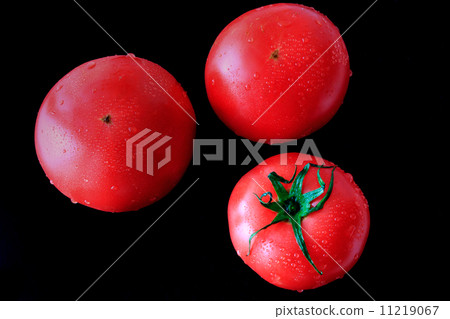 蕃茄 蕃茄 11219067