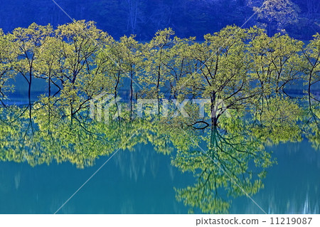 新鮮的綠色白川湖 新鮮的綠色白川湖 11219087