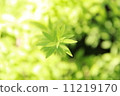 鮮綠色 11219170