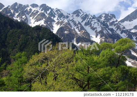 Hodaka山脈Kamikochi新鮮的綠色和降雪 11219178