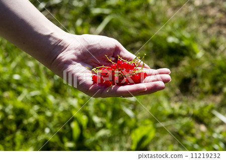 red currant in woman hand red currant in woman hand 11219232