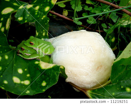 Spawning eggs of Molia frog 11219251