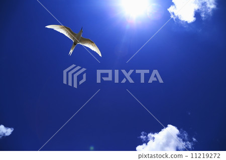 大天空 大天空 11219272