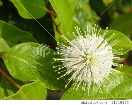 Cefalanus Flower Yanagi Tree Cefalanus Flower Yanagi Tree 11219355