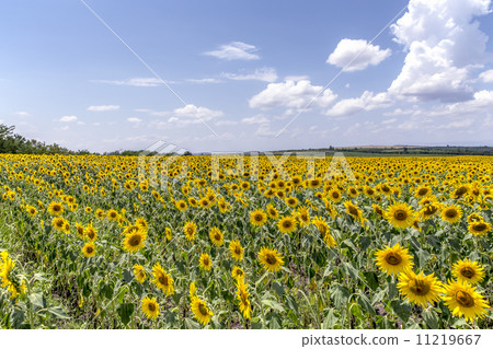 Georgian sunflower sunflower field Georgian sunflower sunflower field 11219667