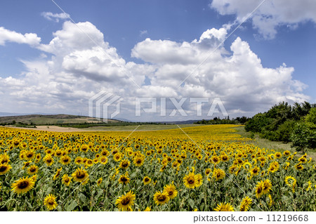 Georgian sunflower sunflower field Georgian sunflower sunflower field 11219668