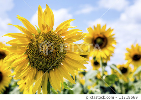 Georgian sunflower sunflower field Georgian sunflower sunflower field 11219669