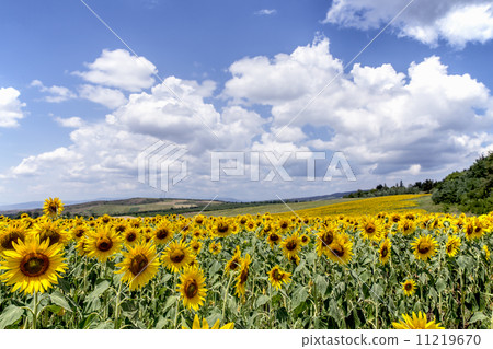Georgian sunflower sunflower field Georgian sunflower sunflower field 11219670