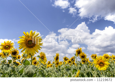 Georgian sunflower sunflower field Georgian sunflower sunflower field 11219672