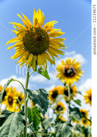 Georgian sunflower sunflower field Georgian sunflower sunflower field 11219673