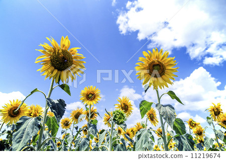 Georgian sunflower sunflower field Georgian sunflower sunflower field 11219674